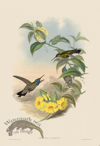 Gould Hummingbird 060